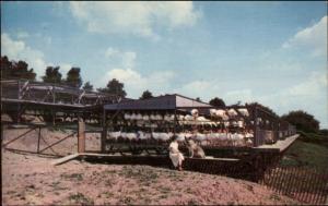 Canandaigua NY Sky View Turkey Farm Postcard