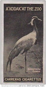 Carreras Cigarette Card Kodak At Zoo 1st Series No 8 Demoiselle Crane