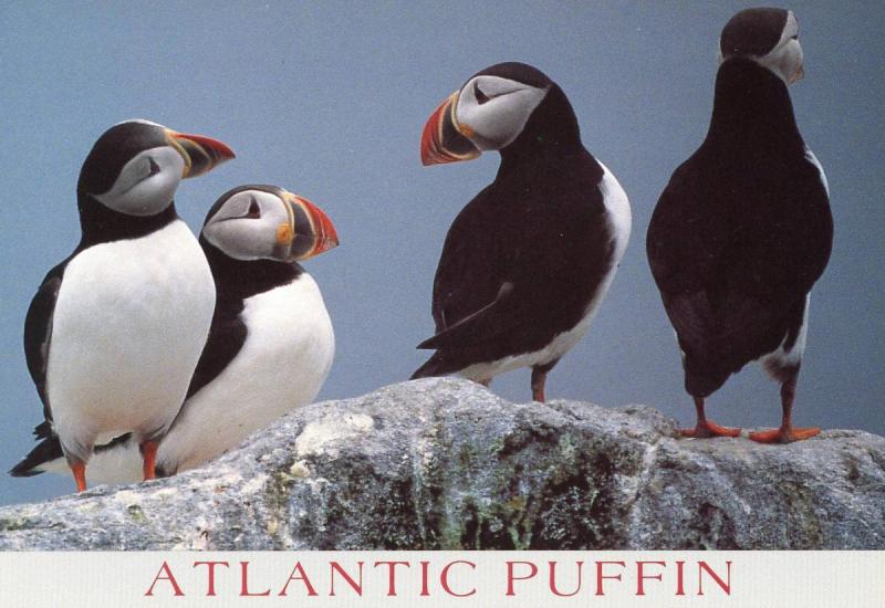 Atlantic Puffin