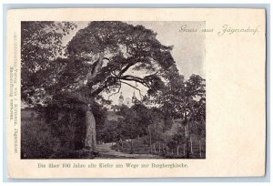 Czech Republic Postcard 100 year old Pine Tree Greetings from Krnov c1905