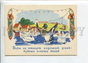 3109025 DUCKS on Lake Old PROPAGANDA Soviet PC
