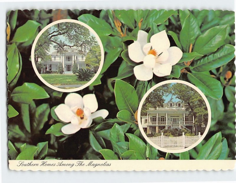 Postcard Southern Homes Among The Magnolias, the South