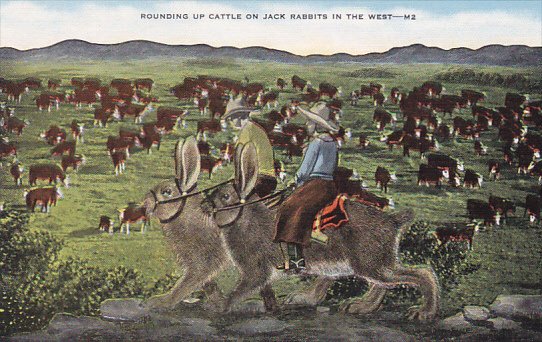 Exaggeration Cowboys Riding Large Jack Rabbits Rounding Up Cattle In The West