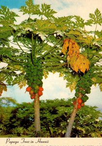 Hawaii Papaya Tree Bearing Fruit