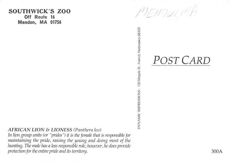 African Lion & Lioness - Mendon, Massachusetts