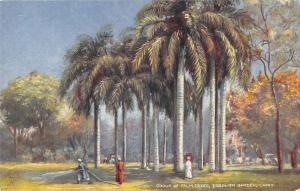 B107768 Egypt Cairo Group of Palm Trees Esbekien Garden real photo uk