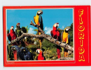 Postcard Macaws at Miami's Parrot Jungle Florida USA