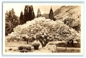 Poinciana Regia Tree Honolulu HI Hawaii Real Photo RPPC Postcard (CO12)