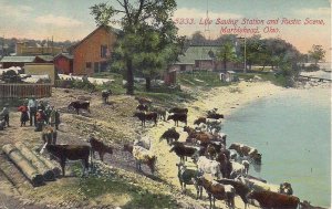 Marblehead OH, US Life Saving Station, Cattle, Barn, Cows, 1912