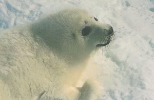 Protect The Sea Lion Farmers Union Parliament Campaign Postcard