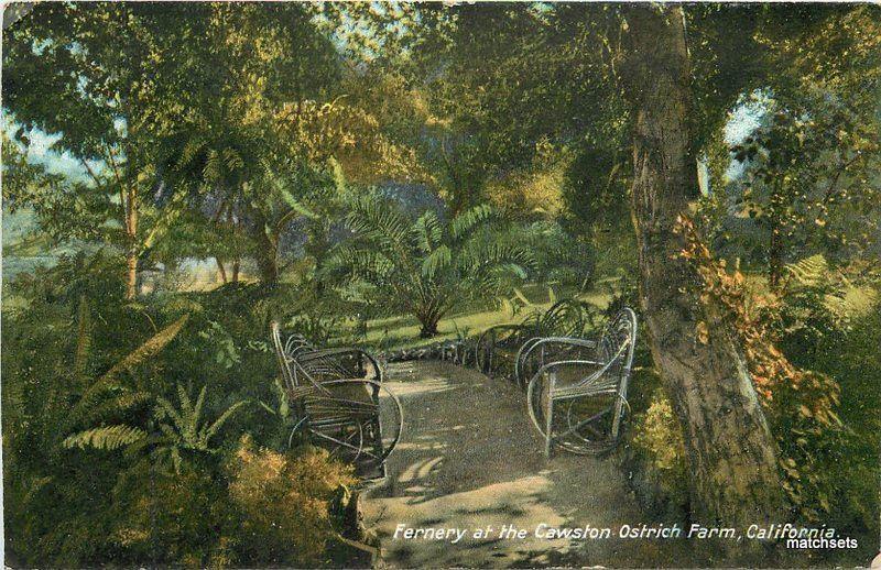 c1910 PASADENA Fernery Cawston Ostrich Farm California Amusement Rieder  5243