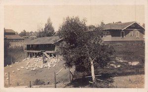 MAN FEEDING LARGE FLOCK OF CHICKENS-1910s REAL PHOTO POSTCARD