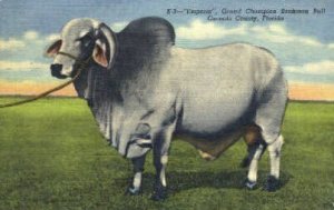 Brahman Bull - Misc, Florida FL  