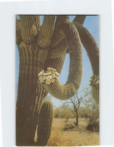 Postcard Saguaro, Giant Cactus, In Bloom, Arizona