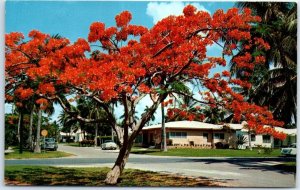 M-104066 Royal Poinciana Flowering Tree Florida