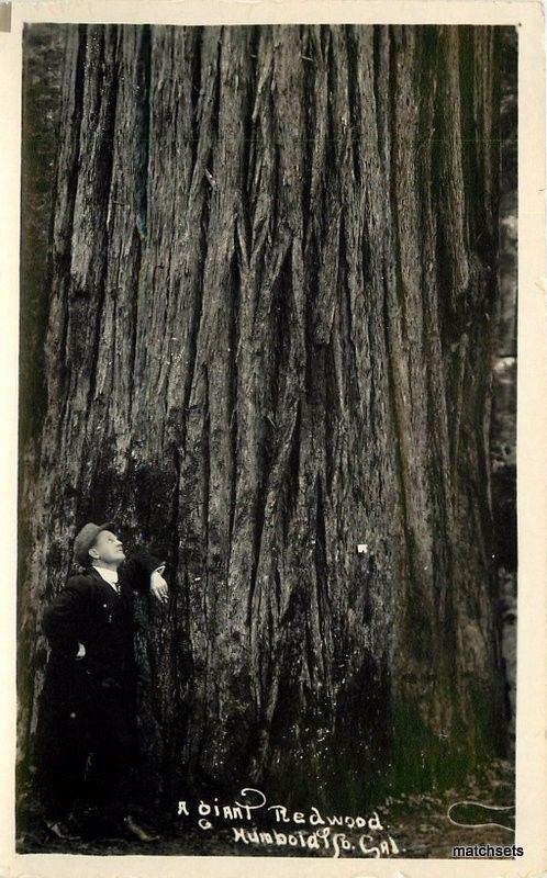 1920s A Giant Redwood Humboldt County California RPPC Real photo postcard 7080