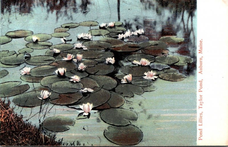 Maine Auburn Taylor Pond With Pond Lillies