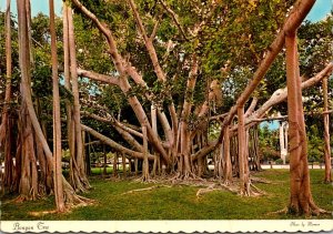 Florida Fort Myers Edison Winter Home Giant Banyan Tree