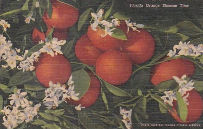 Florida Orange Blossom Time Curteich