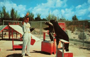 Postcard Sea Lions Florida