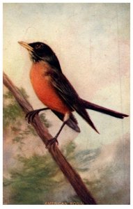 American  Robin