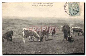 Old Postcard Folklore AUVERGNE picturesquely Cows Pturage