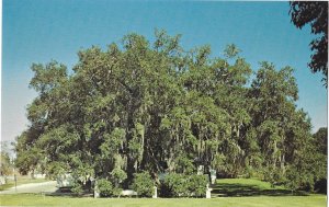 Evangeline Oak Tree Bayou Teche St. Martinsville, Louisiana