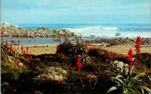 Red Aloe Shore Line Landscape Pacific Grove California USA Postcard 1970's 