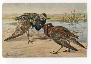 270169 HUNT Bird RUFF Totanus pugnax by B.Z. ZVORYKIN Granberg