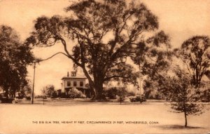Connecticut Wethersfield The Big Elm Tree 1941