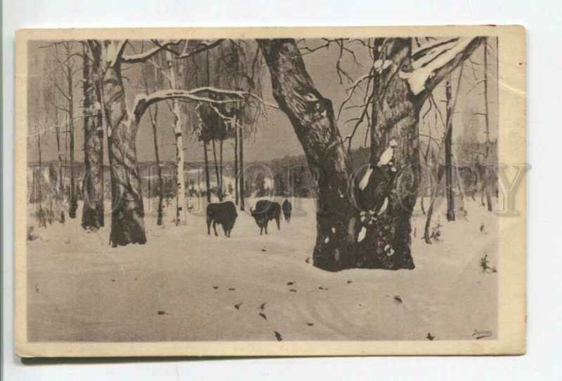 478466 Yakov BROVAR Bialowieza Forest ZUBR BISON Winter HUNT postcard RUSSIA