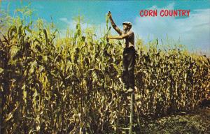 Corn Country Where The Corn Grows Tall