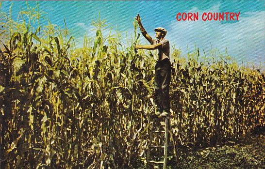 Corn Country Where The Corn Grows Tall