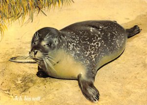 US4231 Ich bin Satt, Seal Animal Postcard