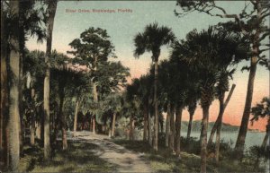 Rockledge Florida FL River Drive Palm Trees 1900s-20s Vintage Postcard