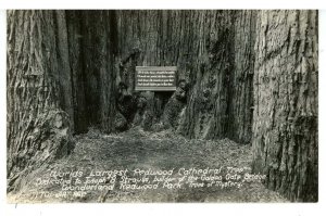 CA - World's Largest Redwood Cathedral Tree  RPPC