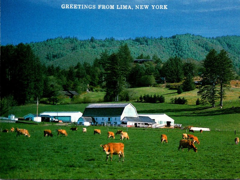 New York Greetings From Lima Grazing Cattle Farming Scene