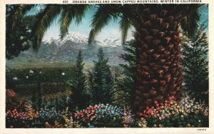 VINTAGE POSTCARD ORANGE GROVES AND SNOWCAPPED MOUNTAIN WINTER IN CALIFORNIA