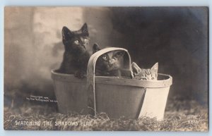 Cat Kittens Postcard RPPC Photo Watching The Shadow Play Rotograph c1905 Antique