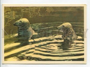 463658 USSR 1965 year Leningrad Zoo seals postcard