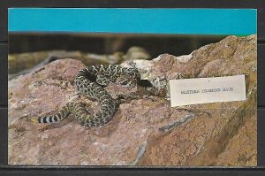 Western Diamond-Back Rattlesnake - [MX-553]