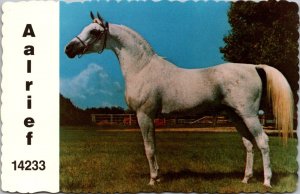 Arabian Horse Aalrief, Jameel Arabian Horse Farm Wichita KS Vintage Postcard Y72