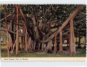 Postcard Giant Banyan Tree in Tropical Florida USA North America