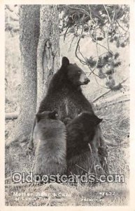 Mother Bear & Cubs JH Eastman 1951 