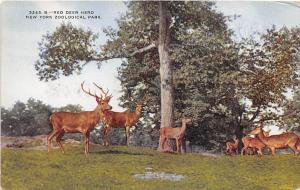 Red Deer Herd New York Zoo New York City 1910c postcard