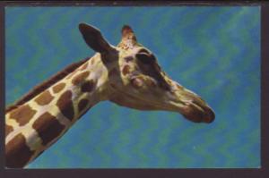 Giraffe Postcard 
