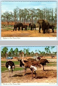 2 Postcards WEST PALM BEACH, FL ~ Elephants LION COUNTRY SAFARI Ostrich 4x6