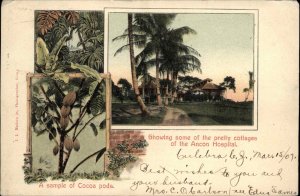 Ancon Panama City Cocoa Pods Hospital c1905 Vintage Postcard