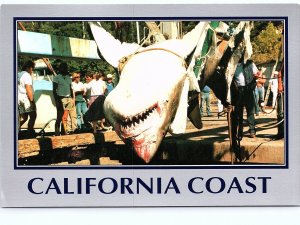 VINTAGE CONTINENTAL SIZE POSTCARD 4,000 POUND GREAT WHITE SHARK CALIFORNIA COAST