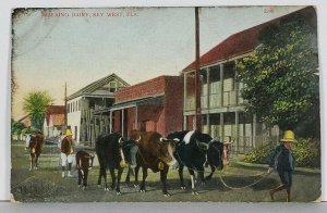 Key West Florida Walking The Dairy Postcard K9